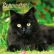 Black Cats - Schwarze Katzen 2027 - 16-Monatskalender