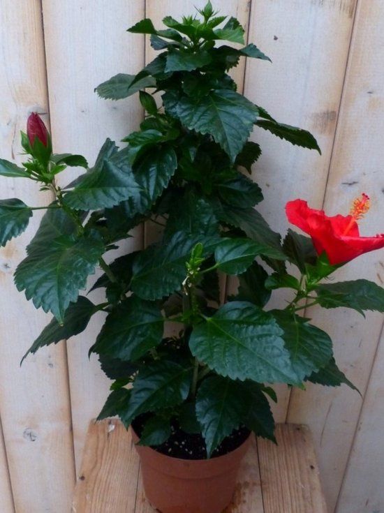 Warentuin natuurlijk Hibiscus Newbiscus Grootbloemig 70 cm