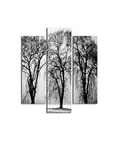 Homemania Wandafbeelding, winter, 3 stuks, natuur en landschappen per woonkamer, slaapkamer, meerkleurig, 57 x 0,3 x 60 cm, HM203MDF93, MDF