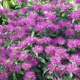 Arborix Monarda 6 x Monarda 'Praerienacht' - Bergamotplant pot 9x9cm