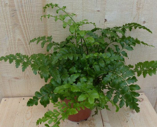 Warentuin Natuurlijk Varen Asplenium Parvati kamerplant