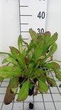 GRDplanten 6x Dipsacus - Dipsacus fullonum | 9x9 cm pot