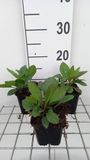 GRDplanten Aster 6x Aster macrophyllus 'Twilight' | Lavendel/Paars | 9x9 cm pot