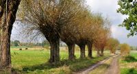 Alexsar Art Tuinschilderij bomen wei 130x70cm
