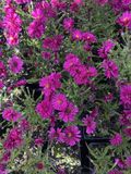 GRDplanten Belgii 'Royal Ruby' - Herfstaster - Aster novi | 9x9 cm pot