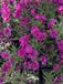GRDplanten Belgii 'Royal Ruby' - Herfstaster - Aster novi | 9x9 cm pot