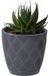 Form Plastic Plantenpot/bloempot New Age - kunststof - antraciet - D19 x H17 cm - met opvang schotel - rond