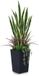Ibenzoa® Plante artificielle Sansevieria (Bogenhanf), 120 cm