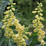 Bol 6 x Digitalis Grandiflora - Pot Vingerhoedskruid 9x9 cm - Majestueuze Bloemaren