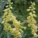 Bol 6 x Digitalis Grandiflora - Pot Vingerhoedskruid 9x9 cm - Majestueuze Bloemaren