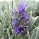 Arborix Lavandula 'Richard Gray' 6 x Lavendel pot 9x9cm