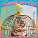 Avanti Cranky Kitties Official 2027 7 X 14 Inch (Hanging) Monthly Mini Wall Calendar