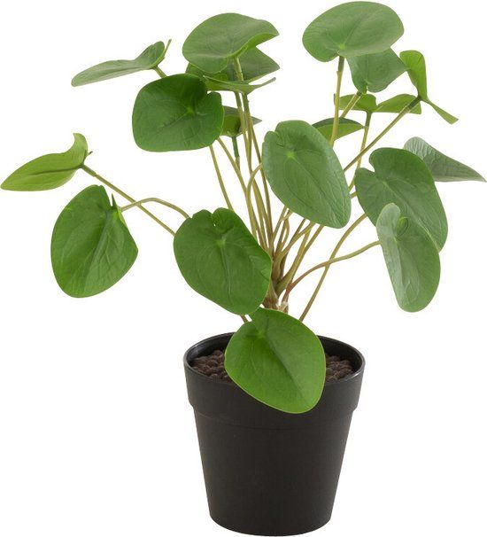 J-Line Piilea Peperomioides In Pot Plastiek Groen - 10.5cm - Groen
