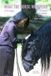 What The Horse Whispers