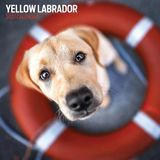 Magnet & Steel Labrador Retriever Blond Kalender 2027