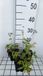 GRDplanten Groendecor Tuinarchitectuur 6x Zeeuws knoopje - Astrantia maj. 'Snowstar'® | 9x9 cm pot