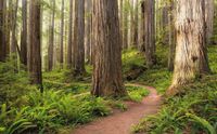 KOMAR Redwood Trail Vlies Fotobehang 450x280cm 9-banen