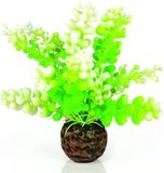 biOrb Aquarium Caulerpa Groen - Klein