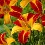 Arborix Hemerocallis 6 x Hemerocallis 'Frans Hals' - Daglelie pot 9x9cm