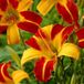 Arborix Hemerocallis 6 x Hemerocallis 'Frans Hals' - Daglelie pot 9x9cm