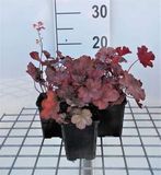 GRDplanten Groendecor Tuinarchitectuur 6x Damastbloem - Heuchera hybr. 'Cherry Cola' | 9x9 cm pot