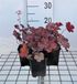 GRDplanten Groendecor Tuinarchitectuur 6x Damastbloem - Heuchera hybr. 'Cherry Cola' | 9x9 cm pot