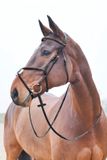 Horze Prescott Mexicaanse Neusriem Hoofdstel, Black, Warmbloed