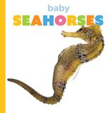 Baby Seahorses