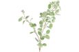 Merkloos Countryfield Kunstblad Eucalyptus groen