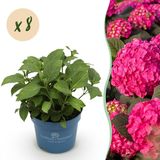 Green boutiQ Hydrangea Endles Summer Summer Love Red Hortensia Winterhard Rood 8 Planten Pot 14cm Hoogte 20-25cm