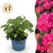 Green boutiQ Hydrangea Endles Summer Summer Love Red Hortensia Winterhard Rood 8 Planten Pot 14cm Hoogte 20-25cm