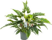 Beautanic lifestyle Philodendron Rambo met watermeter - 70 cm hoog Ø27cm