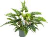 Beautanic lifestyle Philodendron Rambo met watermeter - 70 cm hoog Ø27cm