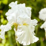 Arborix Iris 6 x Iris (G) 'Immortality' - Baardiris pot 9x9cm, witbloeiend en langbloeiend