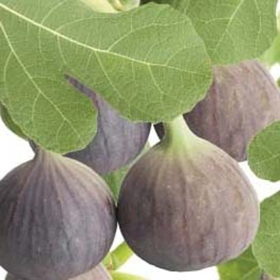 Fruithof Ficus carica Brown Turkey - 8717755064783
