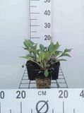 GRDplanten Groendecor Tuinarchitectuur 6x Zonnehoed - Echinacea purp. J.s.roho' | pot 9 x 9 cm