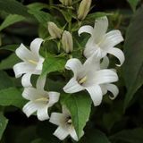 Arborix Bol 6x Campanula lactiflora 'White Pouffe' Pot 9x9cm - Witte klokjesbloem van topkwaliteit