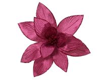 Everlands Poinsettia fluwl d30h15 cm groentappl