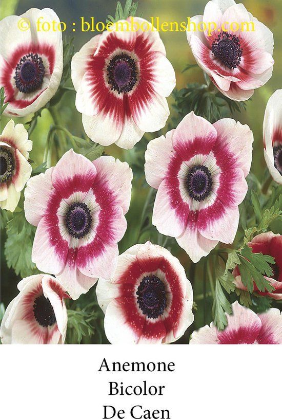 bloembollenshop.com Anemone Bicolor - 50 bollen - maat 8/+