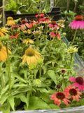 GRDplanten Groendecor Tuinarchitectuur 6x Zonnehoed - Echinacea purp. 'Cheyenne Spirit' | pot 9 x 9 cm