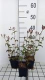 GRDplanten Groendecor Tuinarchitectuur 6x Tricyrtis - Tricyrtis formosana | 9x9 cm pot