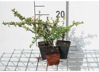 GRDplanten Cotoneaster suec. 'Skogholm' 12x Dwergmispel - 9x9 cm pot