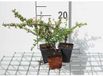 GRDplanten Cotoneaster suec. 'Skogholm' 12x Dwergmispel - 9x9 cm pot