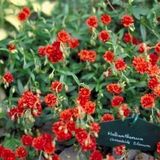 GRDplanten Groendecor Tuinarchitectuur 6x Zonneroosje - Helianthemum hybr. 'Amabile Plenum' | 9x9 cm pot