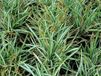 GRDplanten Zegge 6x Carex ornithopoda 'Variegata' | 9x9 cm pot