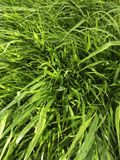 GRDplanten Hakonechloa Macra 6x Japans Berggras - 9x9 cm pot