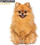 Magnet & Steel Pomeranian Modern Kalender 2027 Wandkalender Dieren Oranje