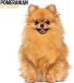 Magnet & Steel Pomeranian Modern Kalender 2027 Wandkalender Dieren Oranje