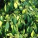 Arborix Bol Hedera Colchica 'Sulphur Heart' - Klimop - 50-60 cm pot