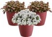 Prosperplast Pot de fleurs / Pot de plantes - 3x - Plastique - Rouge profond - Dia 15,7 cm et Hauteur 13,8 cm